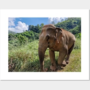 Majestic elephant Posters and Art
